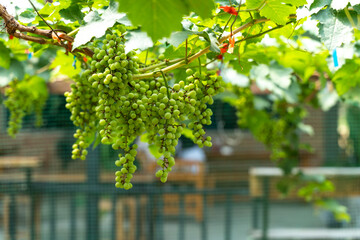 grapes in the vineyard