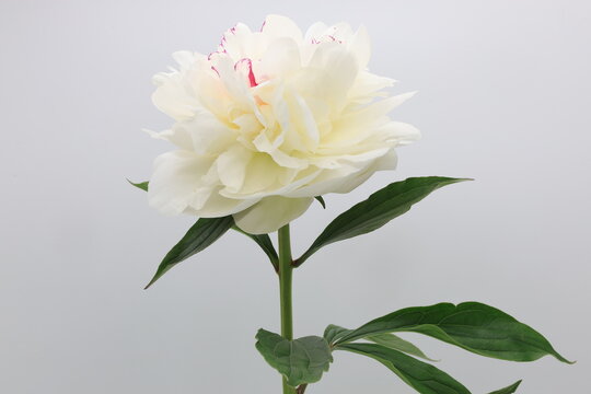白背景の開花した白いシャクヤクの切り花