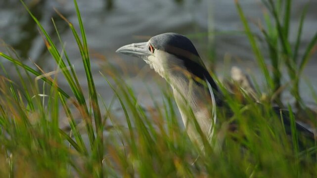 Telephoto closeup of Kwak heron bird face staring out to water shimmering with reflections in tall grass
