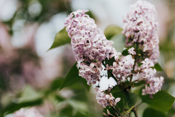 Close up of fresh lilac blooms outside on a sunny spring morning