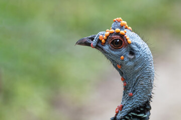 close-up ocellated turkey (Meleagris ocellata)