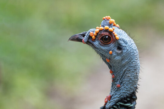 close-up ocellated turkey (Meleagris ocellata)