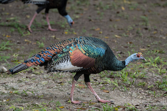 walking ocellated turkey (Meleagris ocellata)
