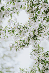 White blossoms on plum tree branches on spring day from below.