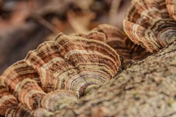 Close-up of bracket fungi on a tree trunk in a forest setting.
