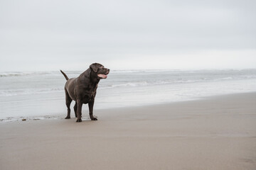 Elderly labrador dog on beach, potrait of dog