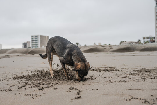 Dog digging at beach on cloudy day