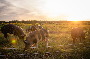 Berkshire pigs grazing in a field at sunset