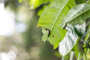 Monarch caterpillar crawling on a green leaf with holes