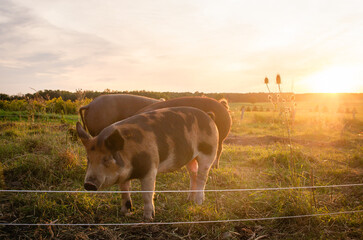 Heritage Pigs grazing in a field at sunset in summer