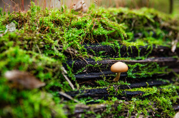 Small mushroom growing on a moss-covered log in a forest