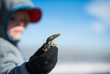 Child holding a small crab claw on a beach, wearing a hooded jacket