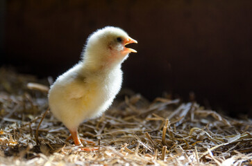 Yellow chick standing on straw, chirping, illuminated by soft light