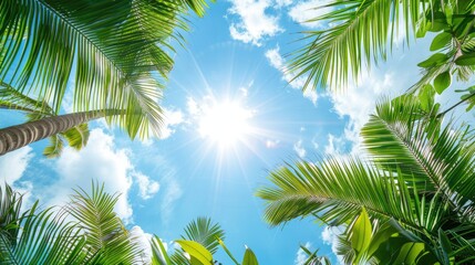 Fototapeta premium A sunny tropical background with palm trees and a blue sky. A view from below,