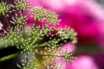 Fototapeta premium close up of small white and green blossoms with pink flowers in the background