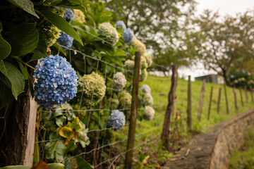 Hydrangea line a farm fence