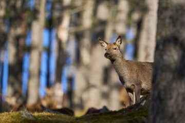 Red Deer hind (Cervus elaphus) standing amongst trees in a pine woodland in the highlands of Scotland, United Kingdom.