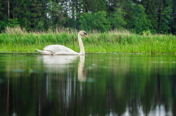 The floating mute swan with reflection on a water level