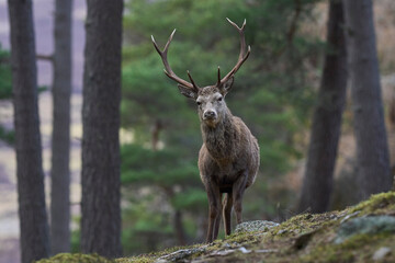 Obraz premium Red Deer stag (Cervus elaphus) standing amongst trees in a pine woodland in the highlands of Scotland, United Kingdom.