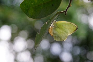 Butterflies found in the natural forest.