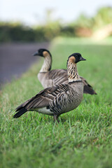 Nene Geese on the Roadside in Kauai