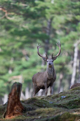 Red Deer stag (Cervus elaphus) standing amongst trees in a pine woodland in the highlands of Scotland, United Kingdom.