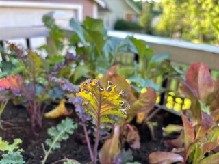 Close-up of colorful leafy vegetables growing in a garden bed.