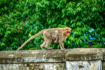 Monkey World in Courtallam, Tamil Nadu, India