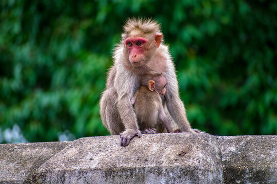Monkey World in Courtallam, Tamil Nadu, India