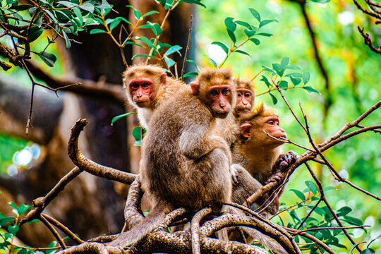 Monkey World in Courtallam, Tamil Nadu, India