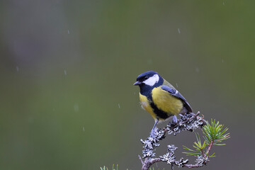 Great Tit (Parus major) perched on a branch in the highlands of Scotland      