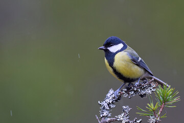 Fototapeta premium Great Tit (Parus major) perched on a branch in the highlands of Scotland 