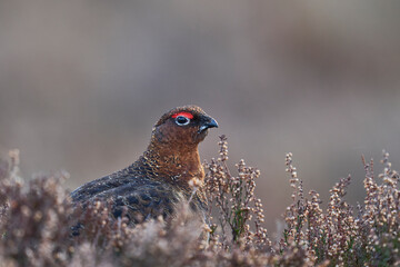 Red Grouse (Lagopus lagopus) on a grouse moor in the highlands of Scotland, United Kingdom. 
