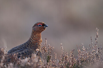 Red Grouse (Lagopus lagopus) on a grouse moor in the highlands of Scotland, United Kingdom. 