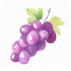 Hand drawn watercolor grape fruit isolated on white background