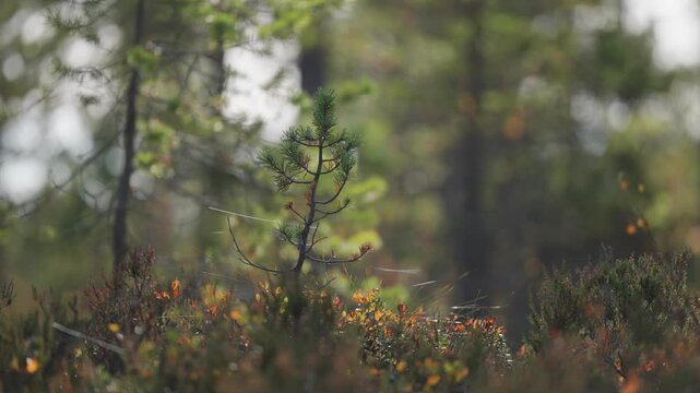 The pine tree sapling in the colorful autumn forest undergrowth. Parallax shot, bokeh background.
