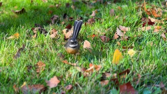 The New Zealand native Fantail bird looking for bugs in the grass then flying away.