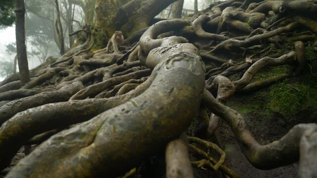 Closeup of giant tree roots above the ground in tropical forest in famous tourist destination Guna Cave in Kodaikanal, Tamil Nadu