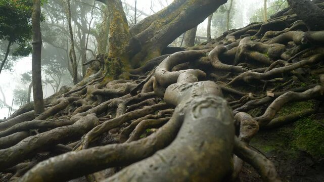 Closeup of giant tree roots above the ground in tropical forest in famous tourist destination Guna cave in Kodaikanal, Tamil Nadu
