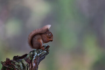 Red Squirrel (Sciurus vulgaris) feeding in a forest in the Highlands of Scotland.