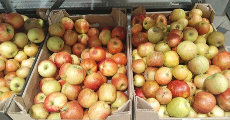 Fruits, yellow red apples in boxes on supermarket shelves. Retail industry. Grocery store. Greengrocers. Local farmers market. Rise price concept. Food Supplier chain. Inflation. Crop failure. Harvest