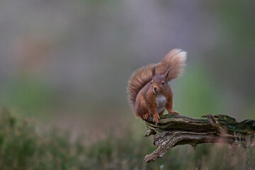 Red Squirrel (Sciurus vulgaris) feeding in a forest in the Highlands of Scotland.