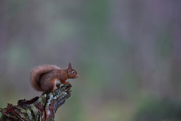 Red Squirrel (Sciurus vulgaris) feeding in a forest in the Highlands of Scotland.