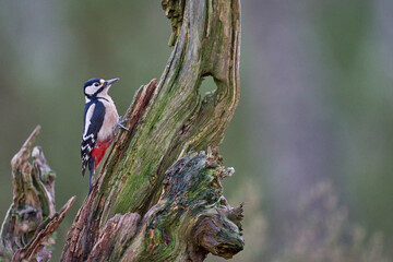 Great Spotted Woodpecker (Dendrocopos major) foraging for food in the highlands of Scotland