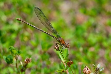 Close-up of a Blue-Fronted Dancer perched on a plant with a blurred green background