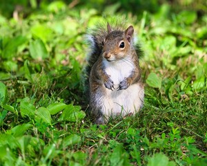 Close-up of a Gray Squirrel sitting on green grass in a park on a sunny day