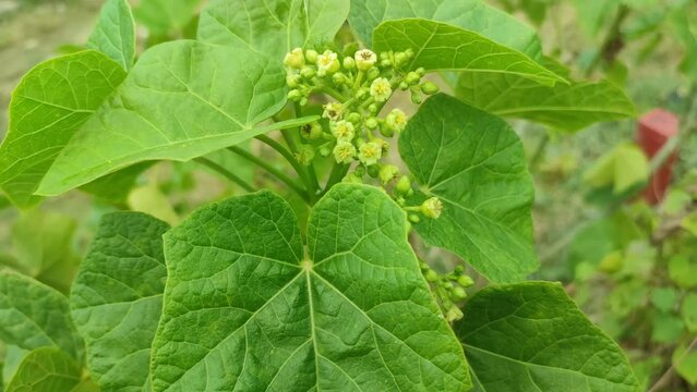 jatropha plant with flower