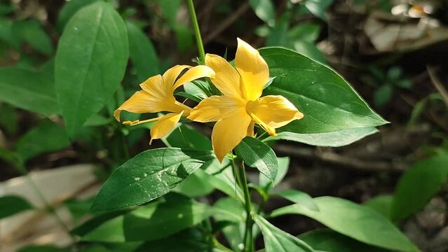 baleria plant wiyh yellow floser