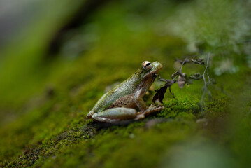 Frog on the moss