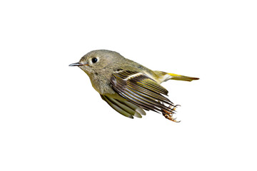 Ruby-crowned Kinglet (Regulus calendula) Photo, in Flight on an Isolated Transparent PNG Background